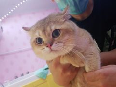 -喵百万·布偶·蓝金金渐层英短·猫舍(百子湾店)