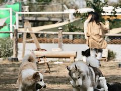 -爪吧宠物乐园 (温榆河示范区店)