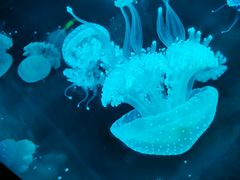 -福州罗源湾海洋世界旅游区