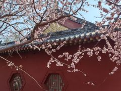 -桃花堤公园