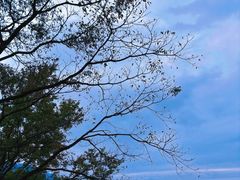 -广州市石门国家森林公园