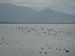 -深圳湾公园(南山区)
