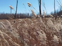-野鸭湖国家湿地公园