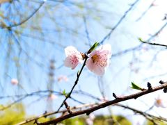 -顾村公园