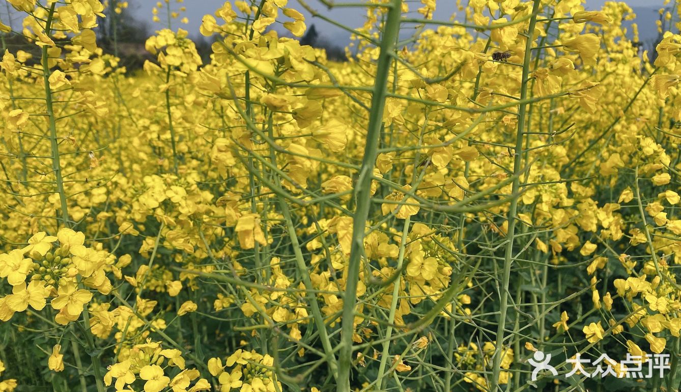 看油菜花？重庆复盛欢迎你（怀念篇）