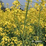 看油菜花？重庆复盛欢迎你（怀念篇）