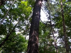 -五营红松林海景区