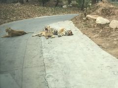 -西安秦岭野生动物园