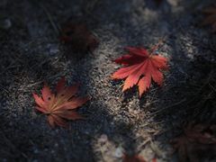 -龙道沟景区