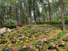 -武陵山森林公园