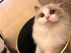 -欣宠猫屋·矮脚拿破仑·蓝金金渐层