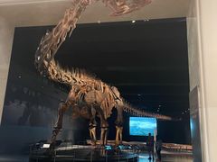 -美国自然历史博物馆