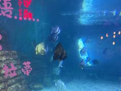 -烟台海昌鲸鲨海洋公园