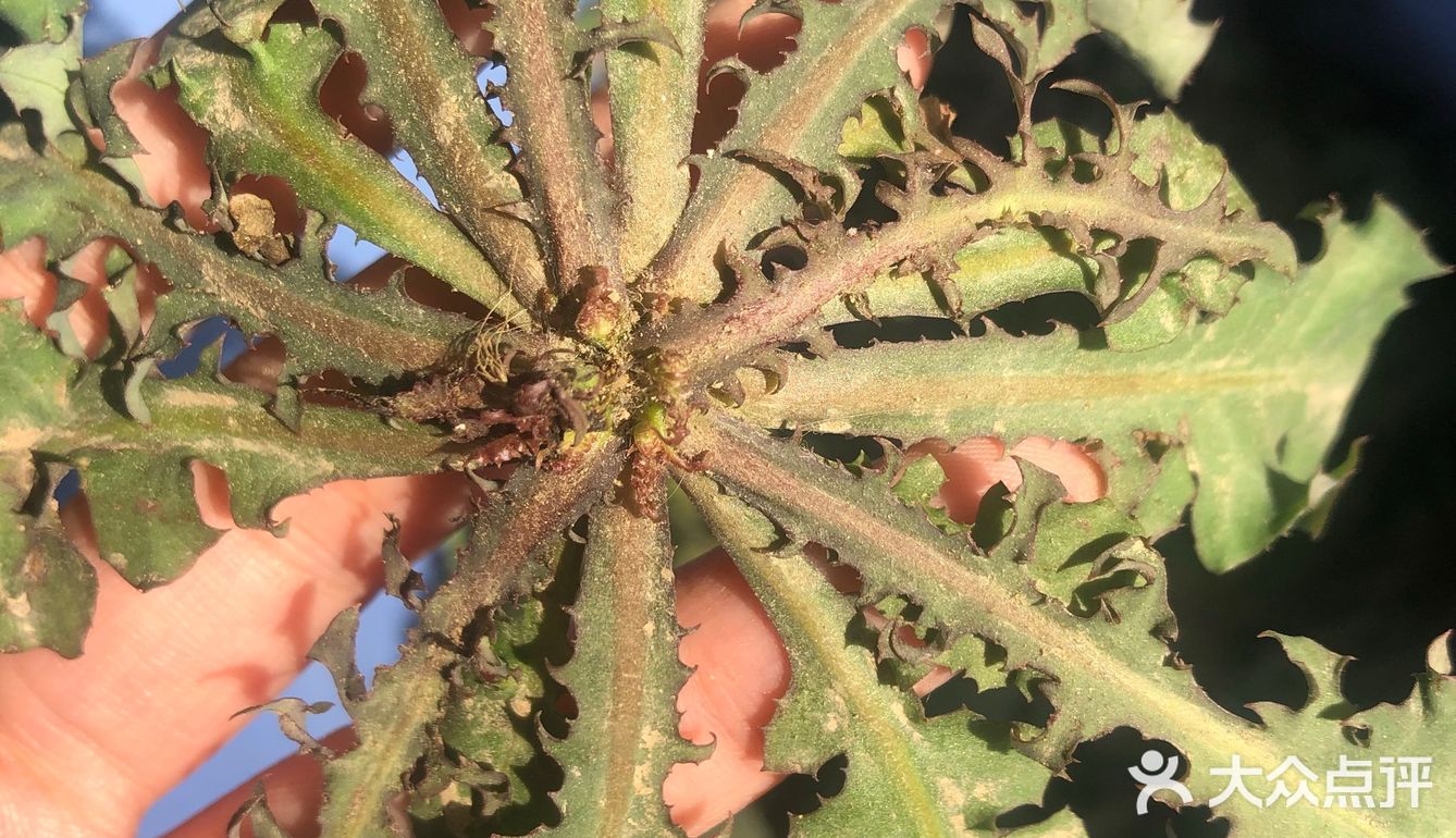 落落酱野菜摘起来