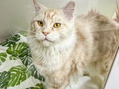 -青奢宠物·青奢猫舍