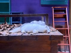 -上海海昌海洋公园-冰山北极馆