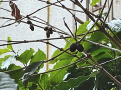 -后谷咖啡(建设巷店)