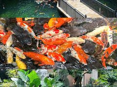 -新世纪大酒楼·30年南海菜