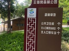 -王借岗森林公园