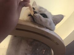 -滚猫咖啡·猫咖·猫友好撸猫(未来城店)