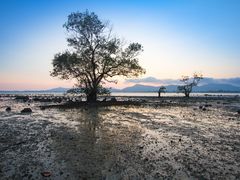 -红树林天天赶海