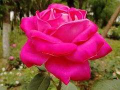 -大兴滨河森林公园