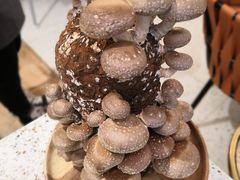 -椰子营·椰子鸡火锅(万象里店)