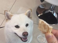 -北京观赏动物医院·24小时大型综合·猫专科·异宠专科