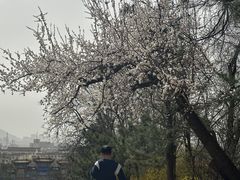 -府君山公园