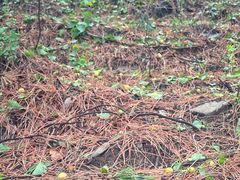 -北京鹫峰国家森林公园