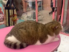 -FAELING PETS美天灵宠物(合生汇店)