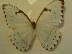 -上海昆虫博物馆