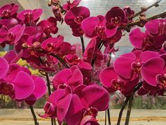 -双季花艺园艺市场(浦东店)