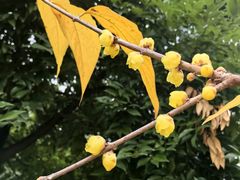 -龙头寺公园
