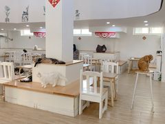 -李小姐の猫咖啡馆(五角场店)