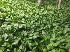 -黑龙江省森林植物园