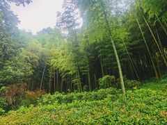 -莫干山风景区