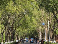 -丁香湖公园