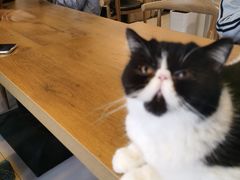 -平行世界·猫咖(首经贸店)