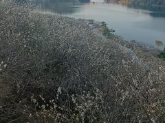 -广州市流溪河国家森林公园