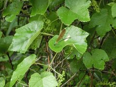 -碓臼峪自然风景区