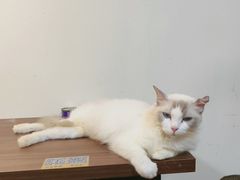 -楼上猫咖(罗湖店)