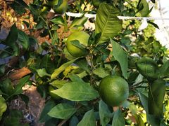 -前小桔亲子创意农场·草莓采摘·露营烧烤