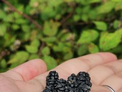 -武陵山森林公园