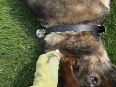 -趣玩宠物乐园寄养训犬训狗游泳池