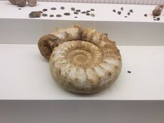 -青岛贝壳博物馆