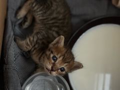 -安安宠医宠物医院·异宠·犬猫内科(岳阳分院)