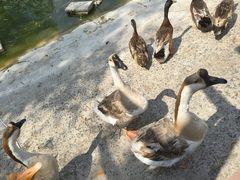 -北京鹿世界主题园