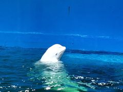 -海合安天津极地海洋公园