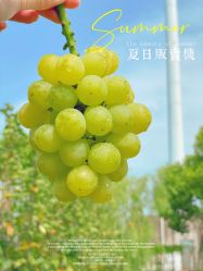 -哈玛匠果园
